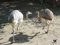 Tiergarten Schönbrunn am 03.10.2025